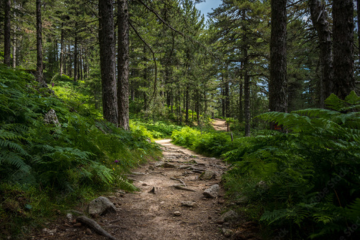 Charting Pathways to Reconciliation