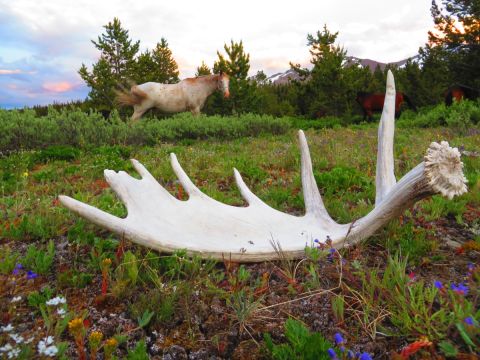 While on a horseback riding trip in 2016 through Tsilhqot’in Territory to learn about their laws through being on the land – land that the Supreme Court of Canada granted to the Tsilhqot’in Nation in the first declaration of Aboriginal title in Canadian history (2014) – Professor Lindsay Borrows discovered antlers shed by a moose in the B.C. interior. (Photo by Lindsay Borrows) While on a horseback riding trip in 2016 through Tsilhqot’in Territory to learn about their laws through being on the land – land that the Supreme Court of Canada granted to the Tsilhqot’in Nation in the first declaration of Aboriginal title in Canadian history (2014) – Professor Lindsay Borrows discovered antlers shed by a moose in the B.C. interior. (Photo by Lindsay Borrows)