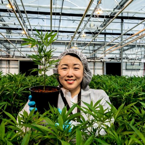 Ruth Chun, Law’06, General Counsel with Newstrike Brands Ltd., checks on her high-growth company’s music-enhanced product at its greenhouse in Beamsville, the heart of Ontario’s fruit belt. (Photo by Dave Bastedo, official photographer for The Tragically Hip) 