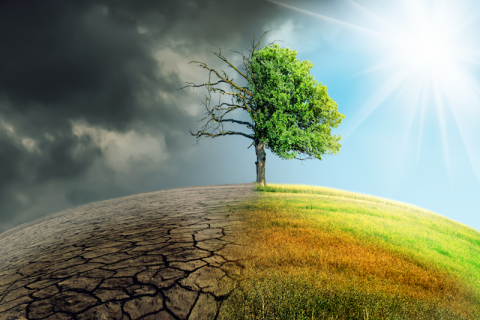 Climate change effect on tree, grass, earth