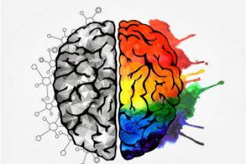 A drawing of a brain