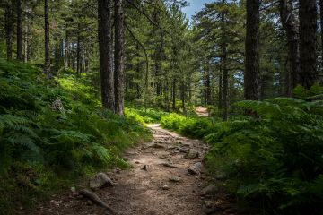 Reciprocal Economies: Charting Pathways to Reconciliation 