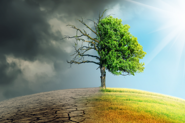 Climate change effect on tree, grass, earth